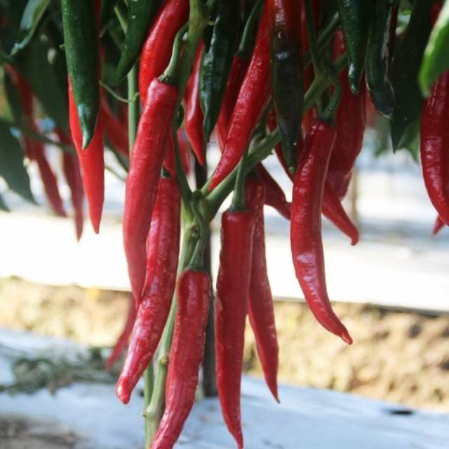10 Biji - Benih CABE MERAH BESAR hibrida, produktivitas tinggi