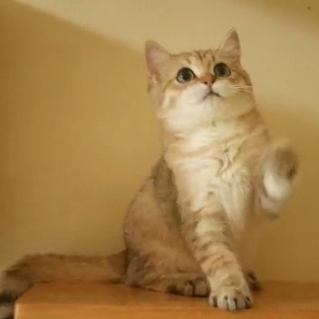 Kucing BSH betina golden pedigree wcf