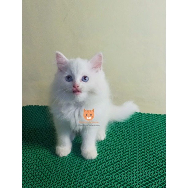 kucing Persia maincone  blue eyes
