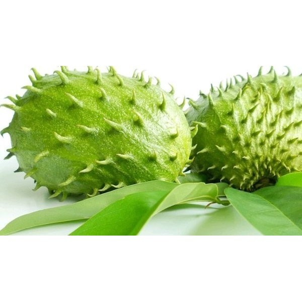 

Hafika Daun Sirsak Segar 100 Lembar Fresh Petik Kirim