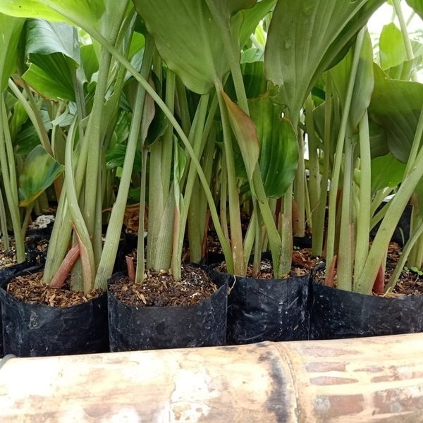 bibit tanaman kunyit hitam thailand