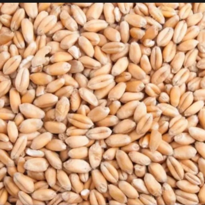 Haver impor 100gr biji gandum pakan burung lovebird kenari falk parkit