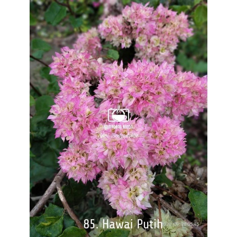 Bibit bougenville Hawai putih ori & sambungan