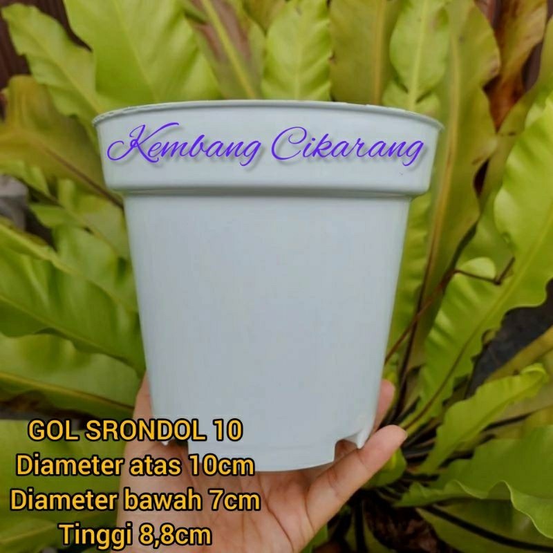 (1pc) GOL SRONDOL 10 (10cm) PUTIH : pot bunga basic tinggi kecil putih polos  pot murah pot putih bi