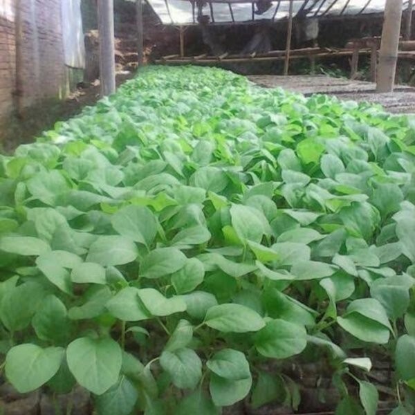 Bibit Sayur Terong Hijau Lonjong jumbo - Beli 3 gratis 1