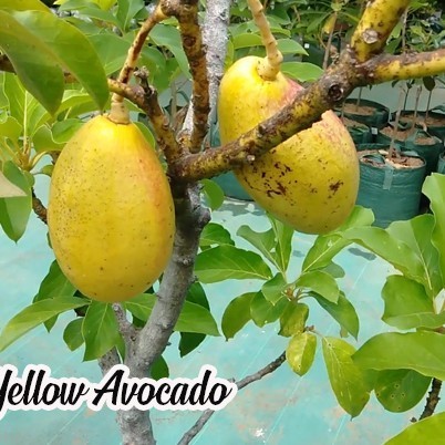 Bibit Alpukat Yellow Vietnam - Alpukat Yellow Vietnam Super genjah