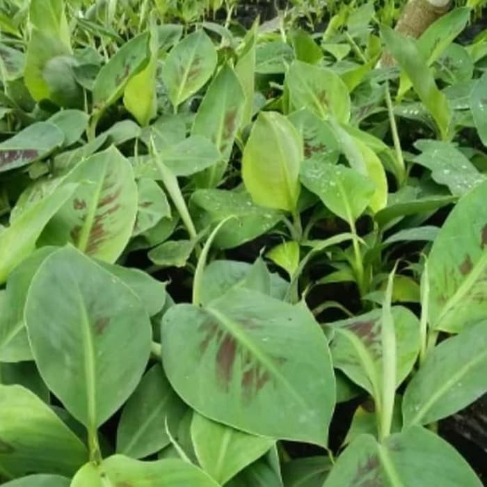 Bibit Pisang Ambon Kuning