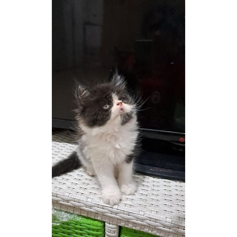 Anak kucing anggora/kitten persia  peaknose /kucing  persia peaknose  jantan