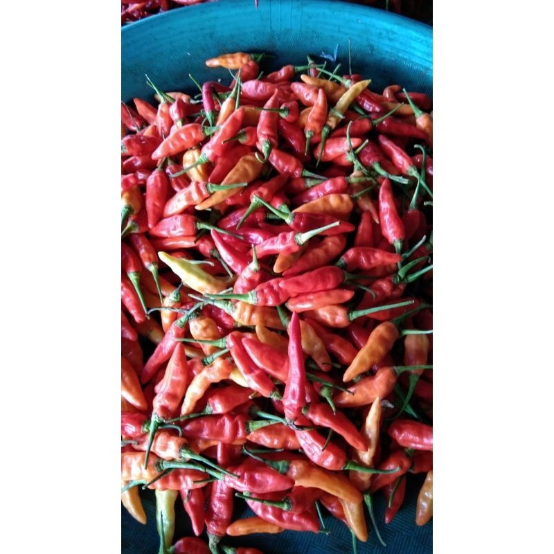 

Cabe rawit Merah 250gr
