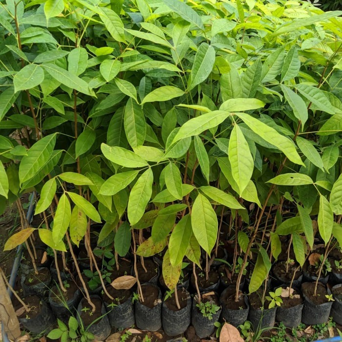 bibit pohon mahoni 10 bibit