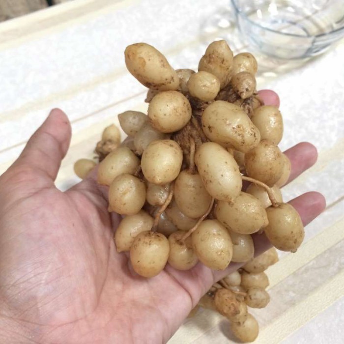 

jual kunyit putih 500 gr bulat herbal