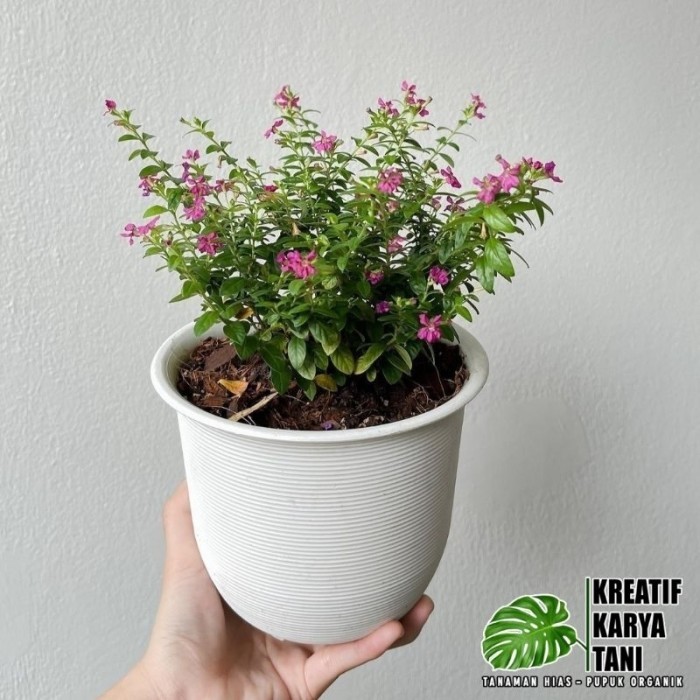 Tanaman hias bunga taiwan beauty - Taiwan beauty