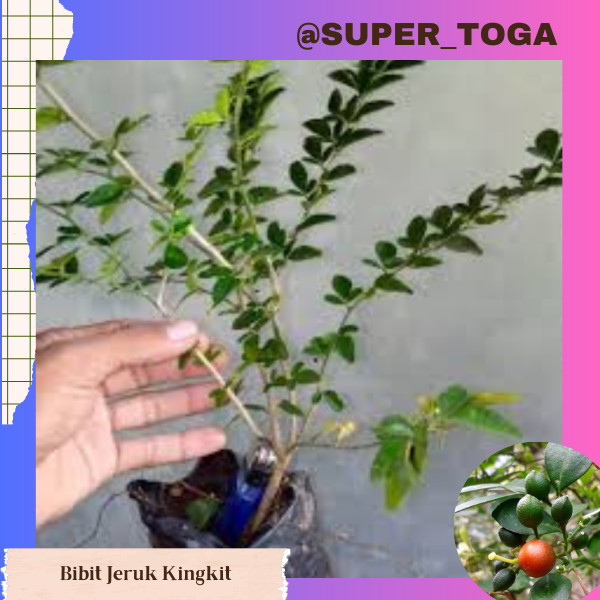 Bibit Jeruk Kingkit /Limau Kiah/Lime Berry - BIsa Di Bonsai  bibit jeruk kingkit bonsai bibit jeruk 