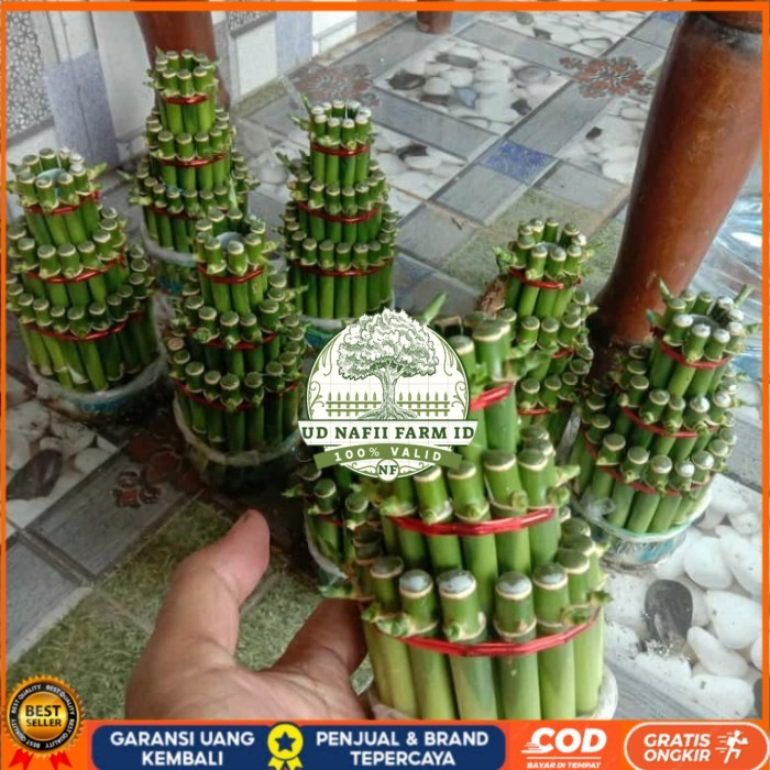TANAMAN HIAS BAMBU HOKI/BAMBU REJEKI/ BAMBU HOKI MINI REALPICT Bibit Tanaman Super Unggul UD NAFII F