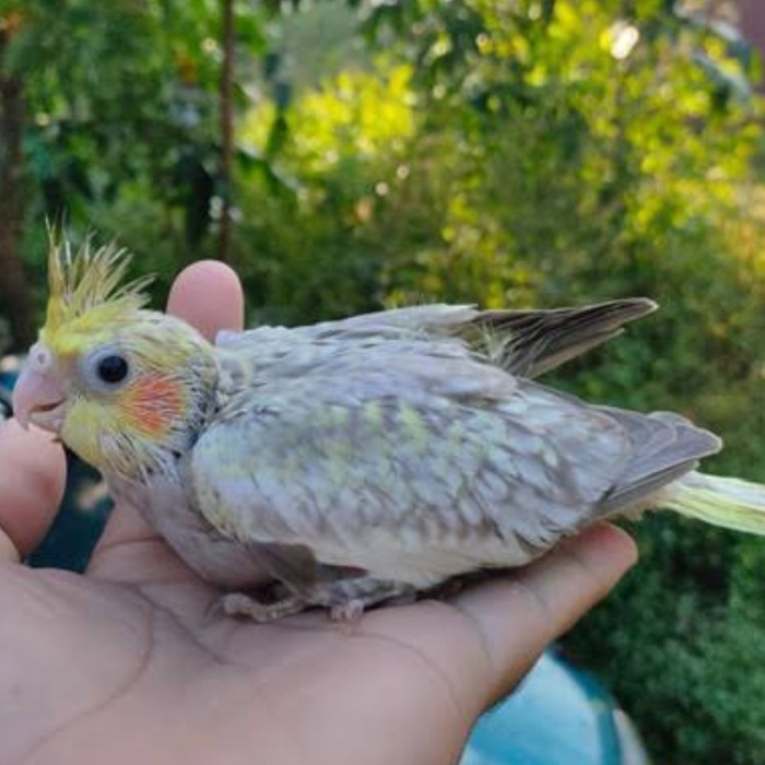 BURUNG PARKIT AUSTRALIA LOLOHAN FALK LOLOHAN