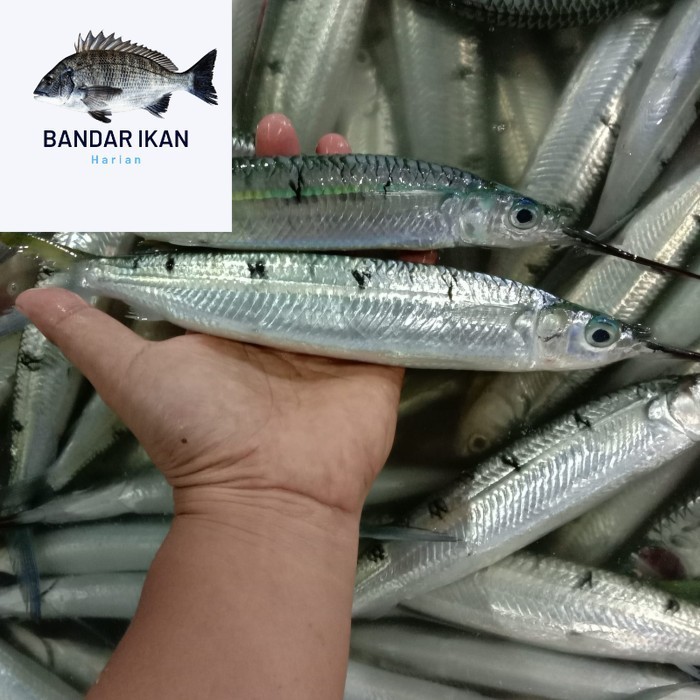 

Ikan Kacang Kacang Segar Fresh Dan Berkualitas