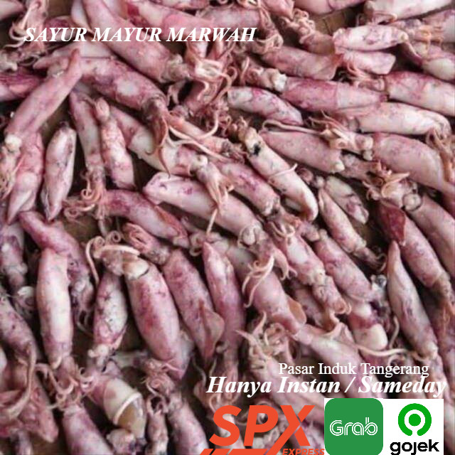 

Grosir Ikan Asin Cumi Asin 100 gram Segar