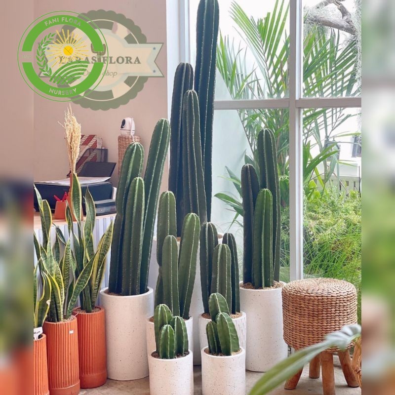 Tanaman Kaktus Koboi Kualitas Premium/ Tanaman Kaktus Hidup / Tanaman Hias Kaktus Belimbing / Kaktus