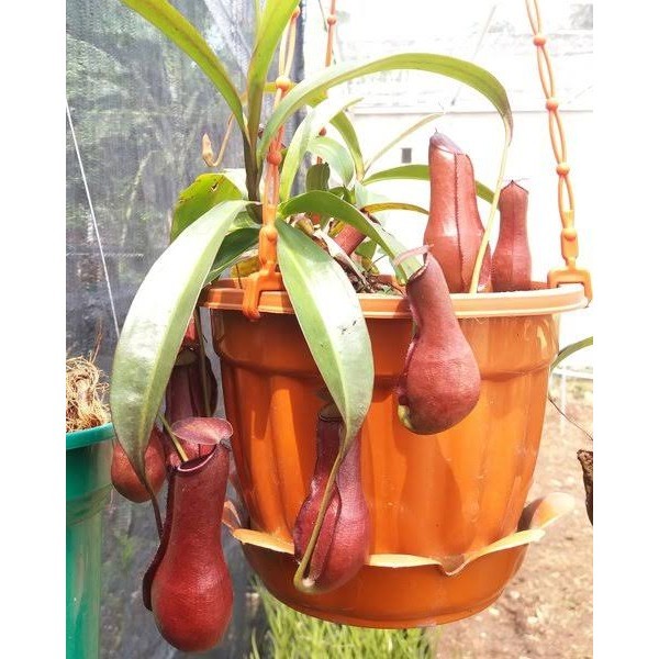 Kantong Semar Tanaman Karnivora - Nepenthe Gracilis