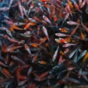 BIOTA pakan/bibit ikan koi blitar size 2-3cm minimal order 20 ekor