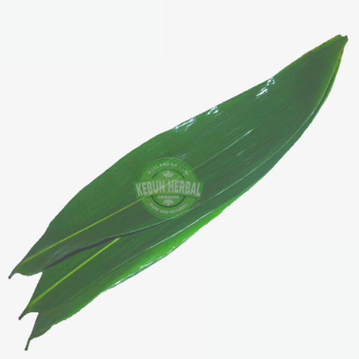 Daun Bambu Segar Pilihan herbal dan bungkus bacang - kicang/3jari