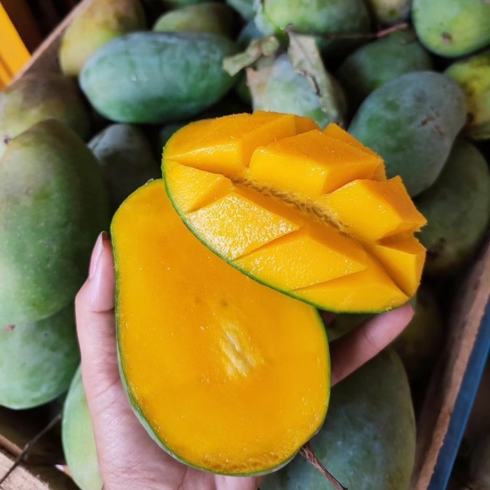 bibit mangga lalijiwo unggul