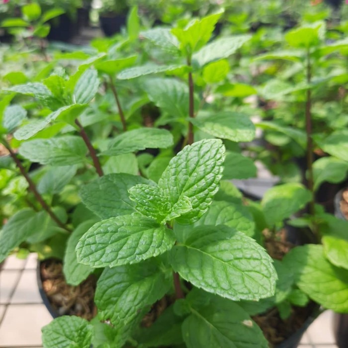 benih bibit daun mint herbal