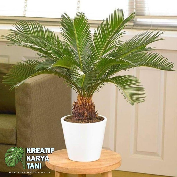 Tanaman hias palem sikas - Palem sikas