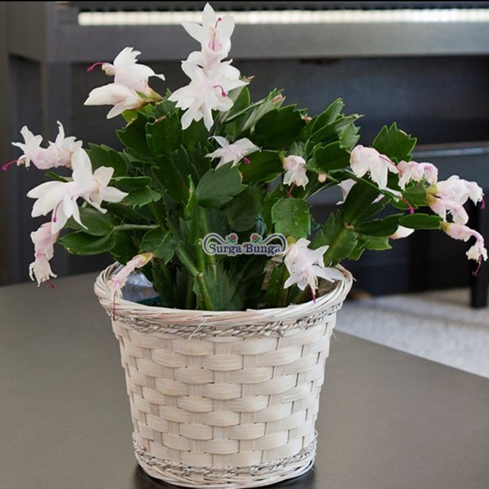 wijaya kusuma kepiting putih christmas cactus bergaransi