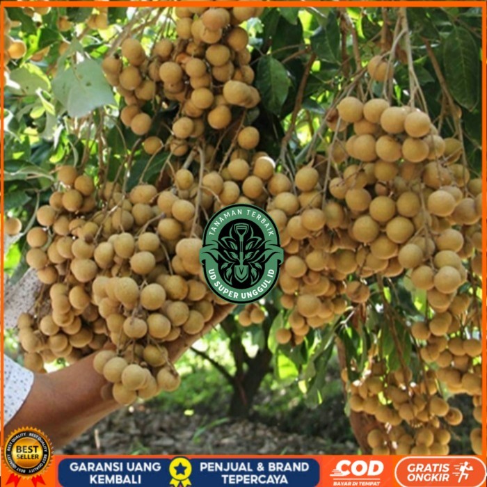 Bibit Kelengkeng New Kristal 2 Hasil Okulasi