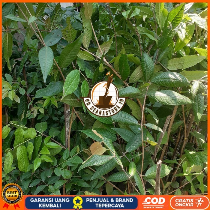 Bibit Anggur Pohon Brazil Putih | White Jaboticaba Langka Berkualitas Bibit Tanaman Super Unggul UD 