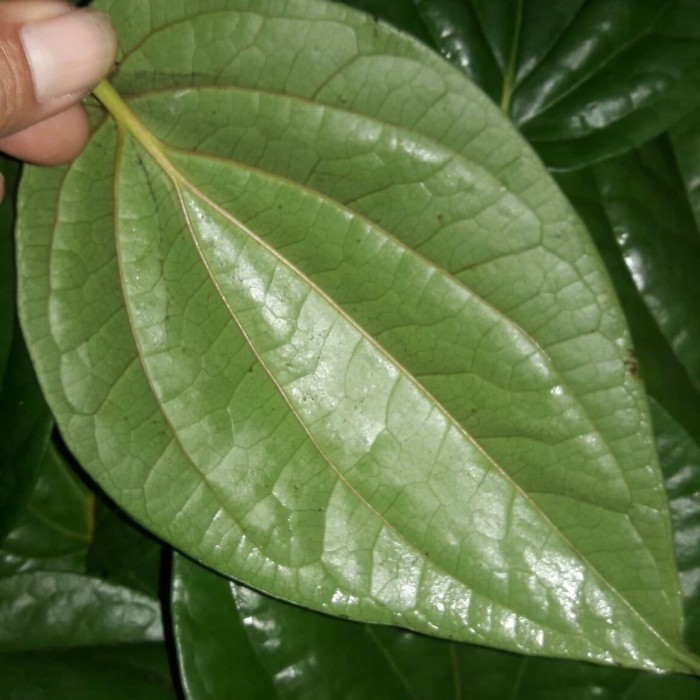 

New Promo Daun sirih Segar 250 gram daun pilihan fresh (R_family)