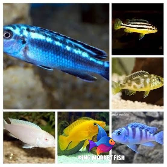 BIG SALE kebutuhan akuarium Ikan Hias Lemon cod Niasa Snow White Blue Cichlid Aquarium