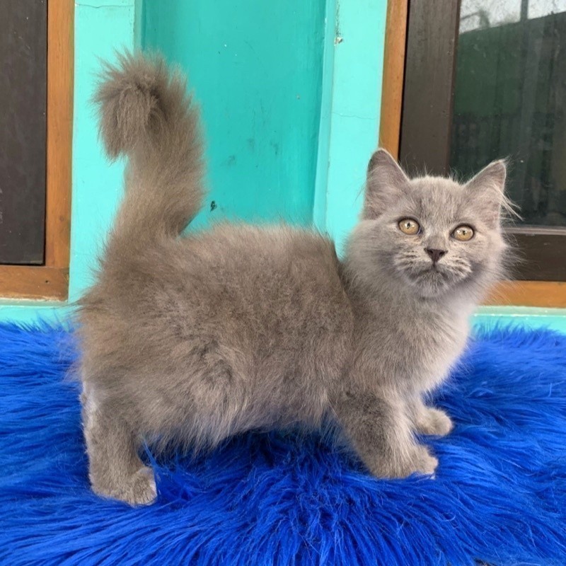 Kucing Kitten Persia Mix Ragdoll BigBone Longhair Bulu Kapas