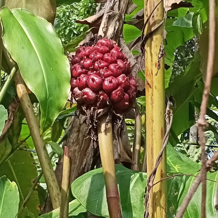 

Hafika Honje Merah Buah Kecombrang Laka