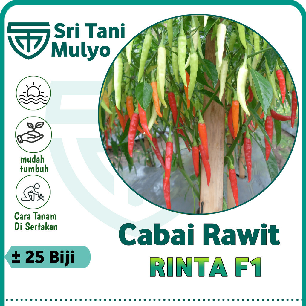 ID 20 BIJI - BENIH CABAI RAWIT ANNUM HIBRIDA RINTA F1 - BINTANG ASIA BIBIT SAYURAN BENIH SAYURAN