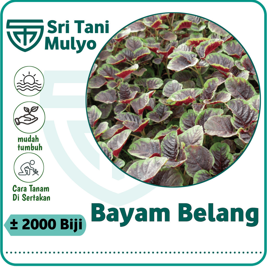 2000 Biji - Benih Bayam Belang - ( Bayam Batik) Benih Sayuran - Bibit Sayuran Benih Bayam Unik - Bib