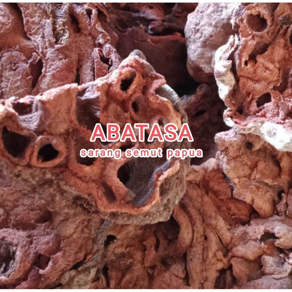 sarang semut asli Papua 1 kg