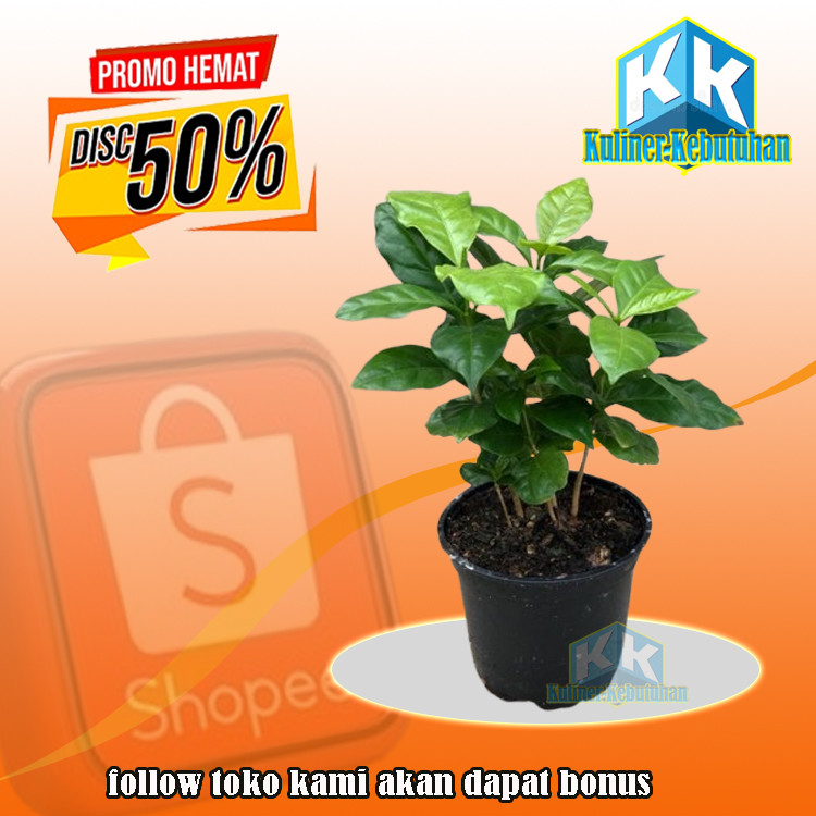 Bibit Tanaman Kopi Arabica l Kopi Unggul l Bibit Kopi Berkualitas