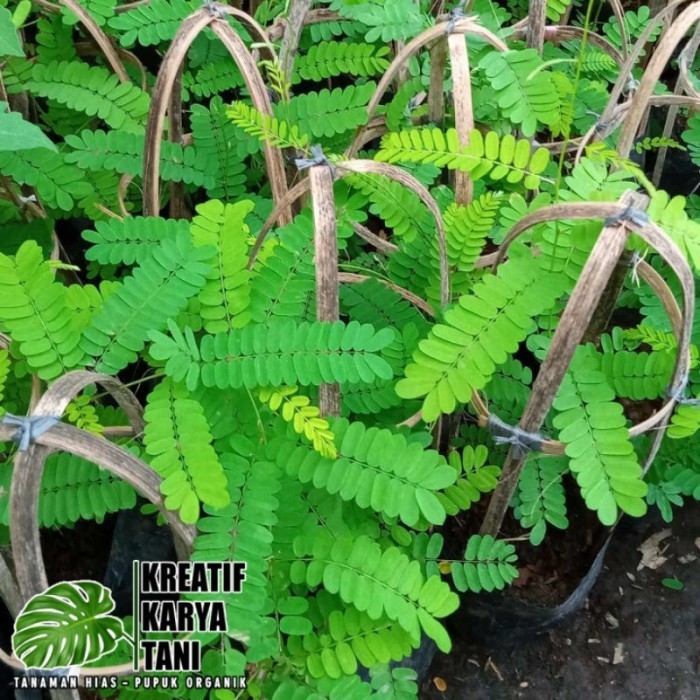 Tanaman herbal daun saga - Tanaman daun saga - pohon saga