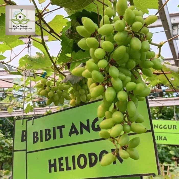 bibit benih anggur heliodor impor/anggur hijau
