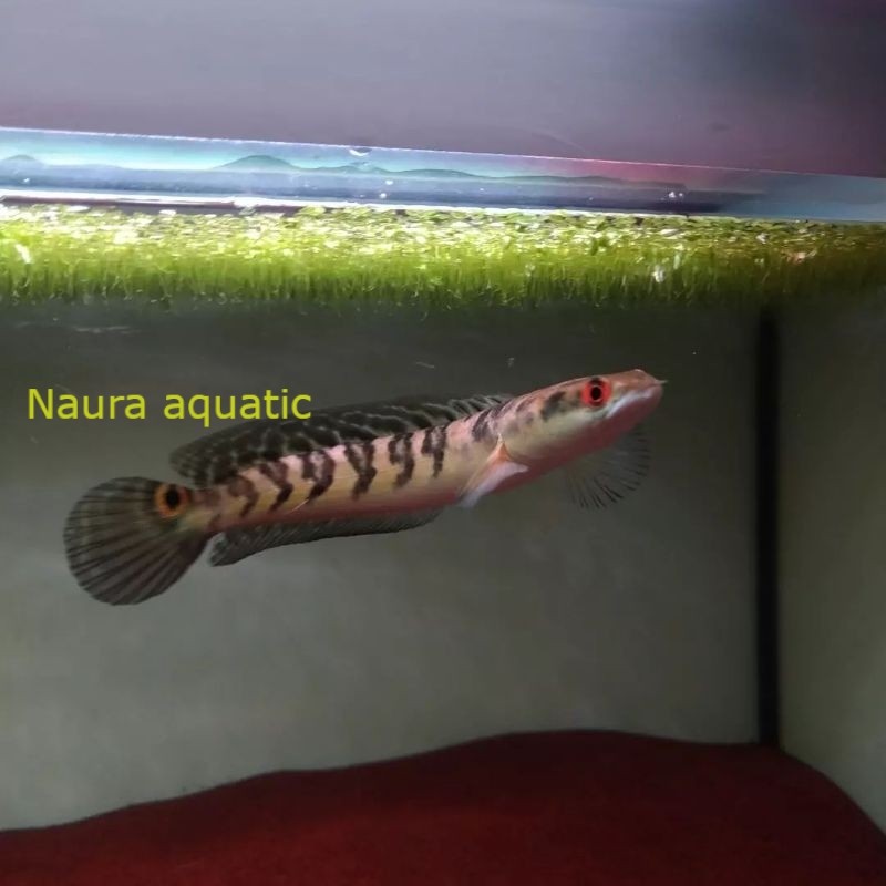Perlengkapan aquarium [COD] Yellow sentarum/YeS/maru ys/ys mata merah/maru batik 14-16cm /maru full 