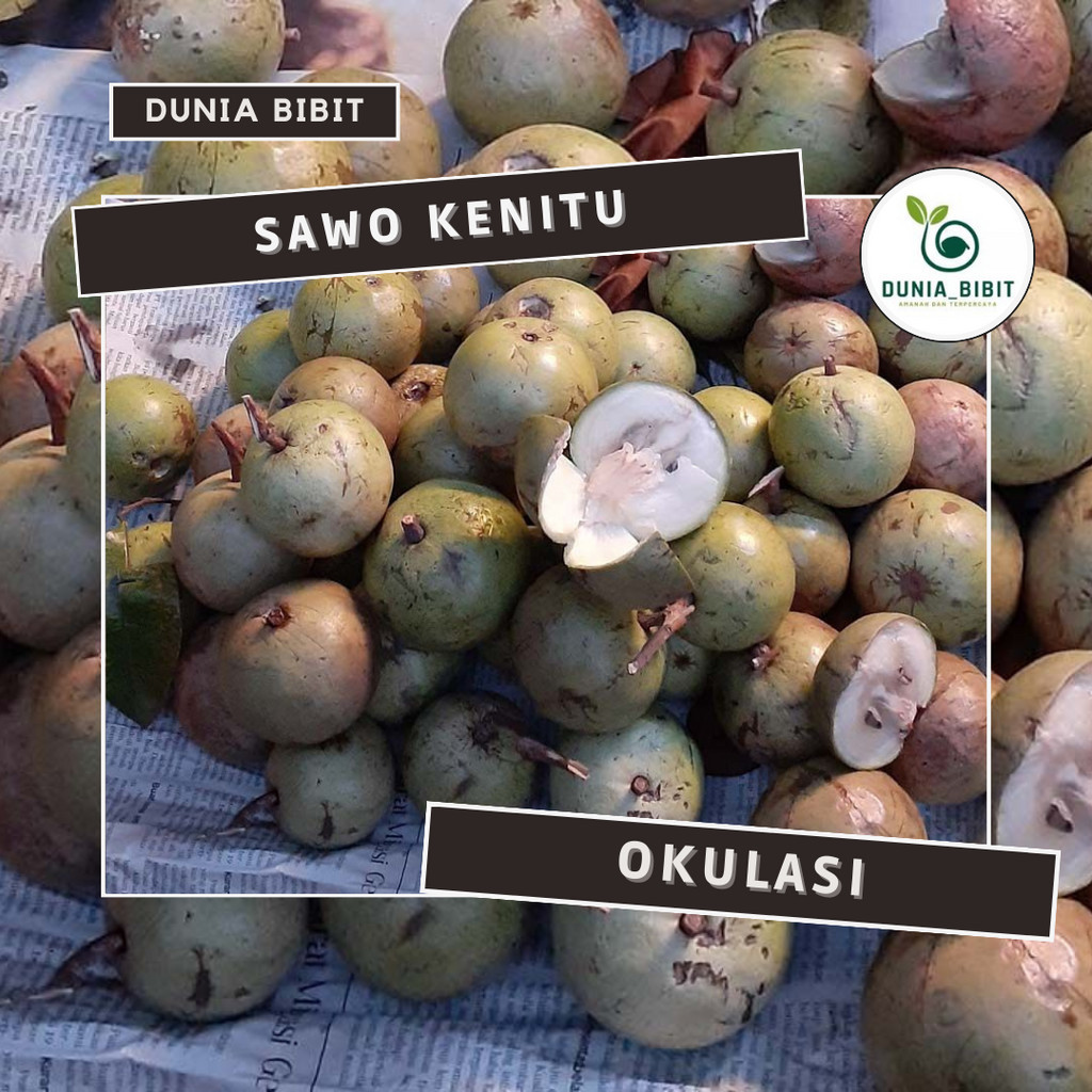BIBIT KENITU UNGU SUPER (SAWO DUREN)