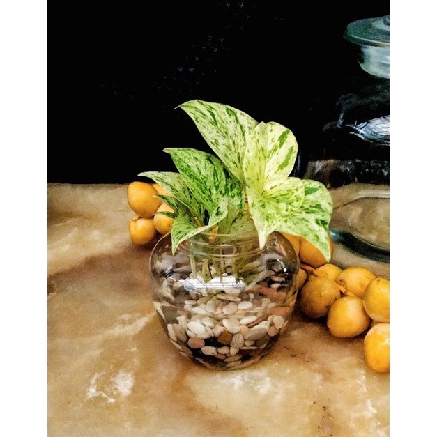 PROMO Tanaman hias air penghias meja tamu wastafel kamar mandi sirih gading marble queen