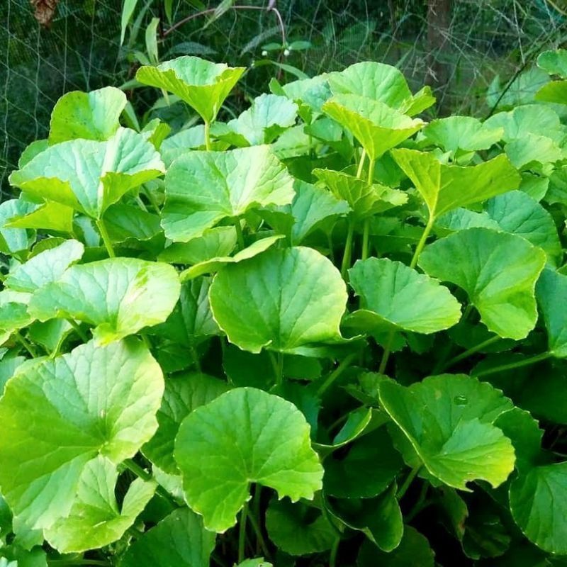 

KUKURING Daun Antanan segar atau pegagan fresh 500gram murah