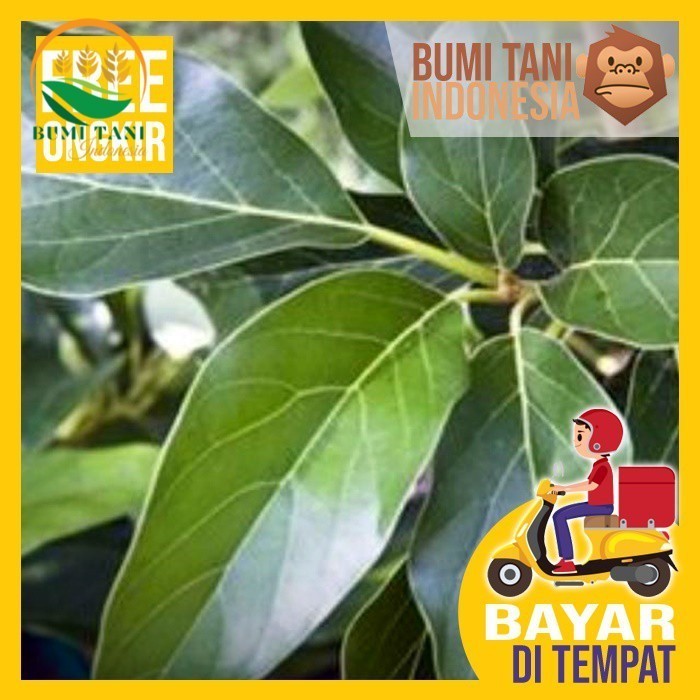 

Daun Alpuket - Alpukat - Obat Batu Ginjal dan Sakit Pinggang terbaik obat herbal tradisional alami