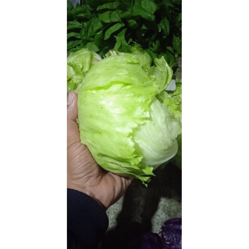 

head lettuce 500gr