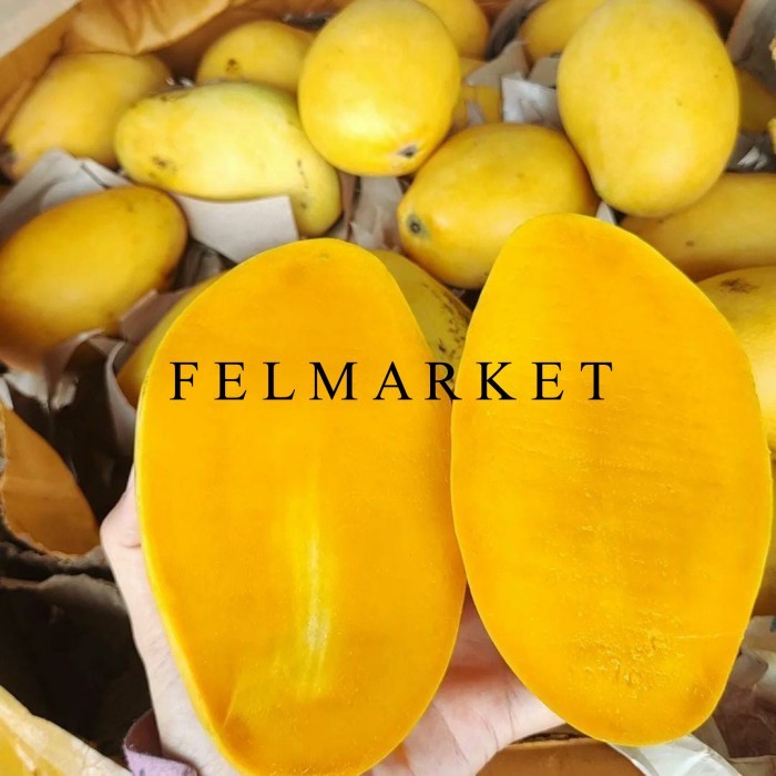 

Mangga Thailand Super / Buah Mangga Nam Dok Mai Thailand / Mangga Golden / 1 Kg