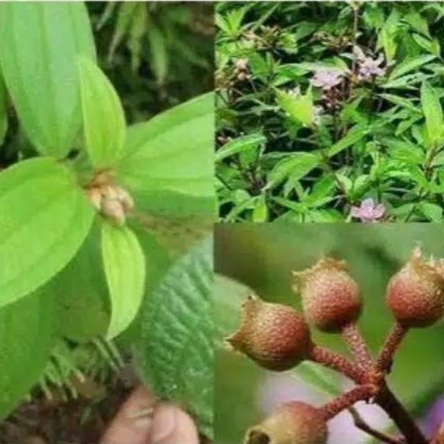 

Promo 250 gram DAUN SENGGANI DAUN HARENDONG