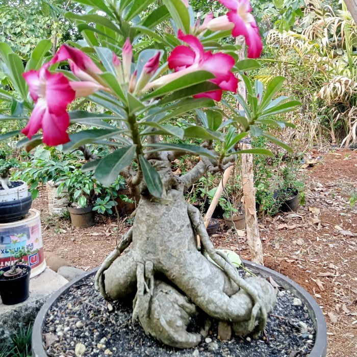 kamboja Jepang bonsai(adenium)